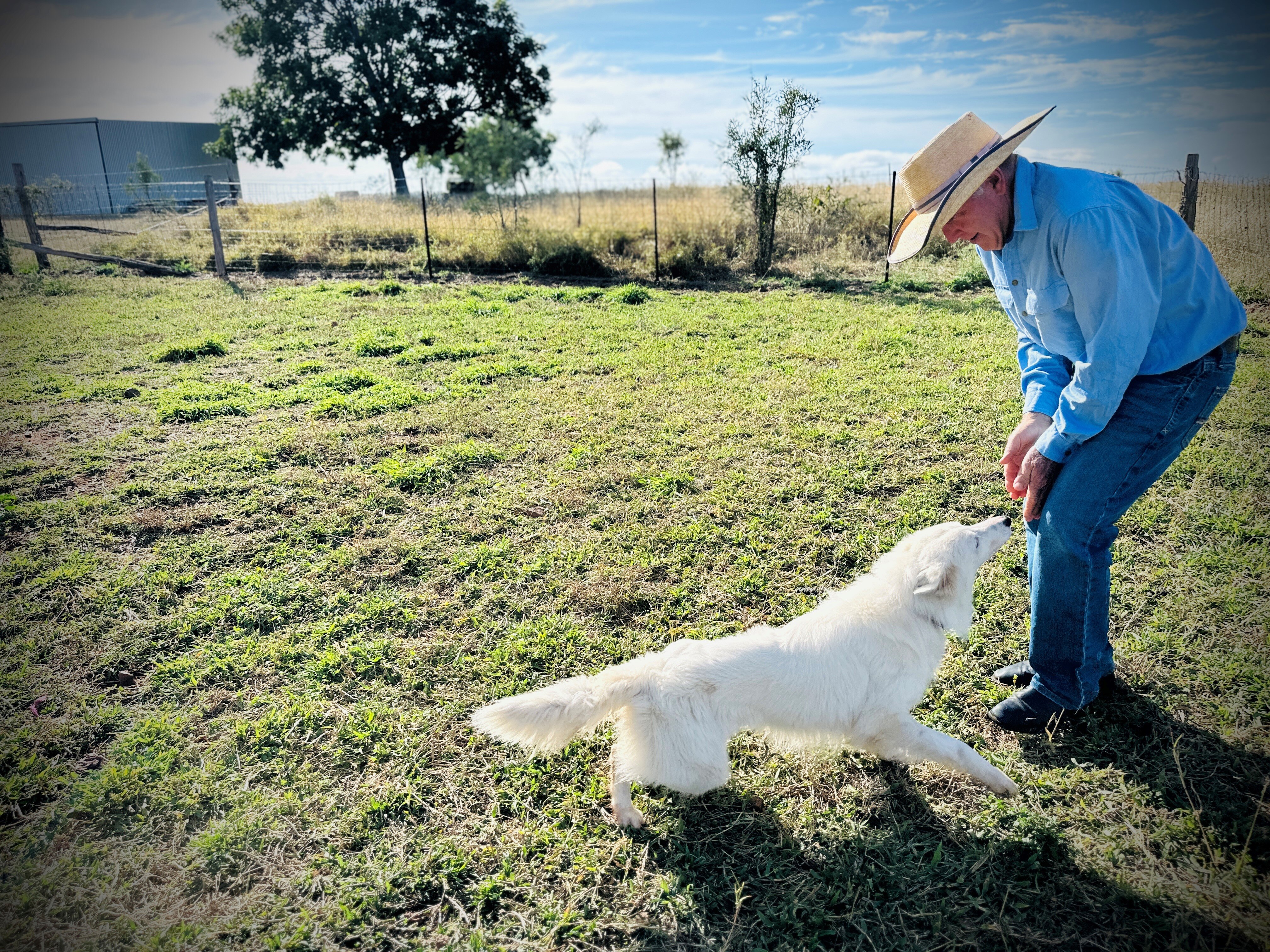 A dog trainer uses his hands to call a white dog to him