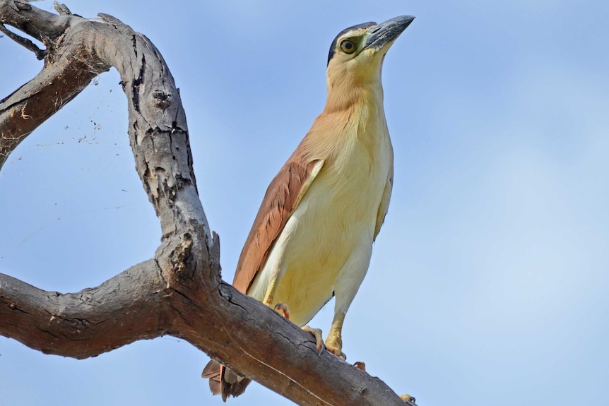 Nankeen night heron