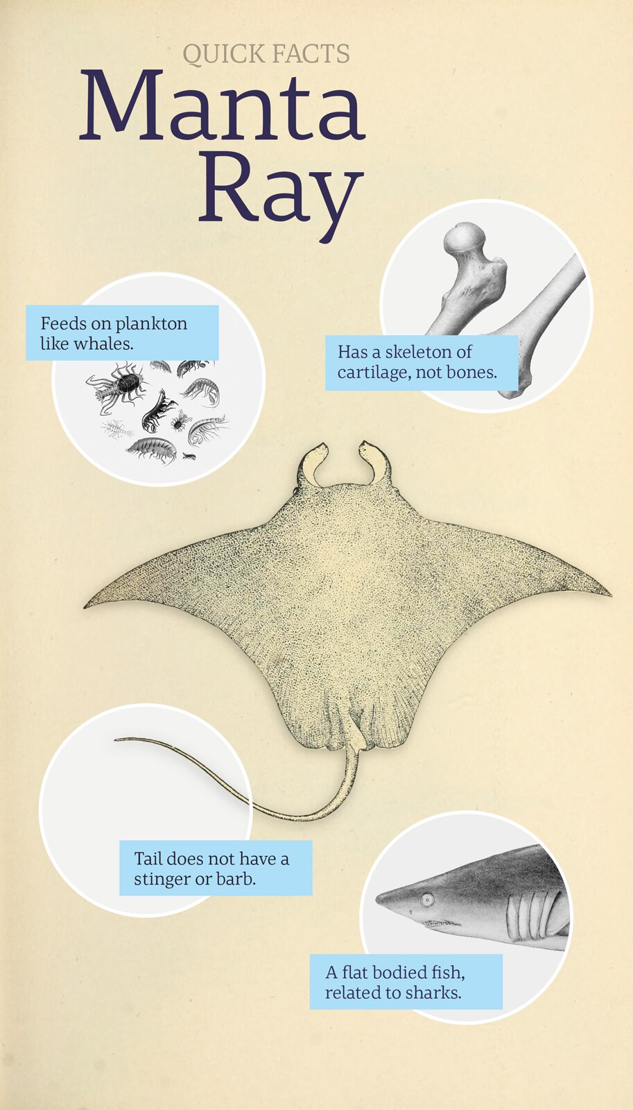 Rare pink manta ray - Behind The News