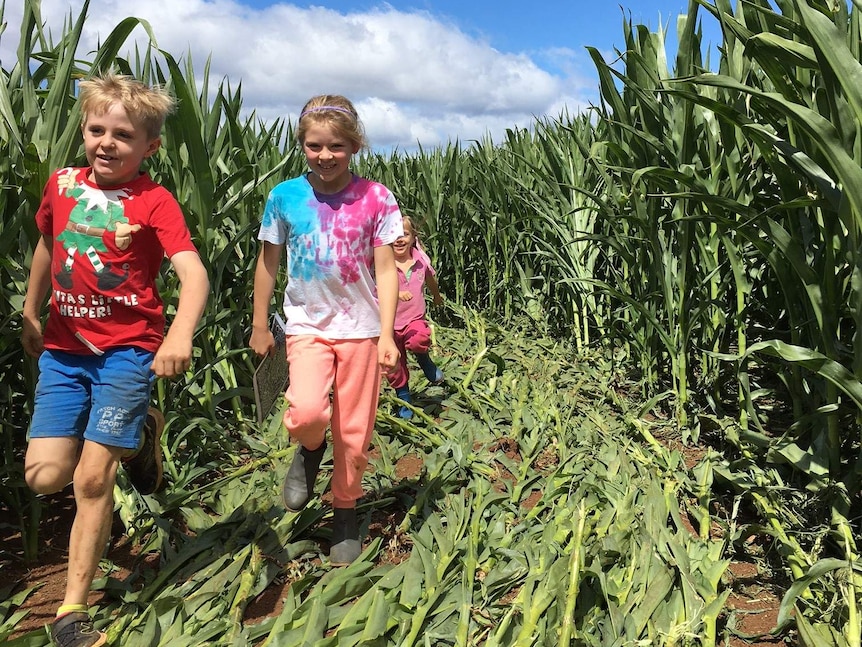 three children run through a crop of maize