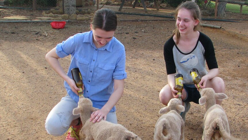 Ashleigh and Sarah feeding poddy lambs.