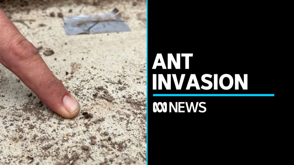NSW Farmers demand 'war-like response' to stop spread of red fire ants ...