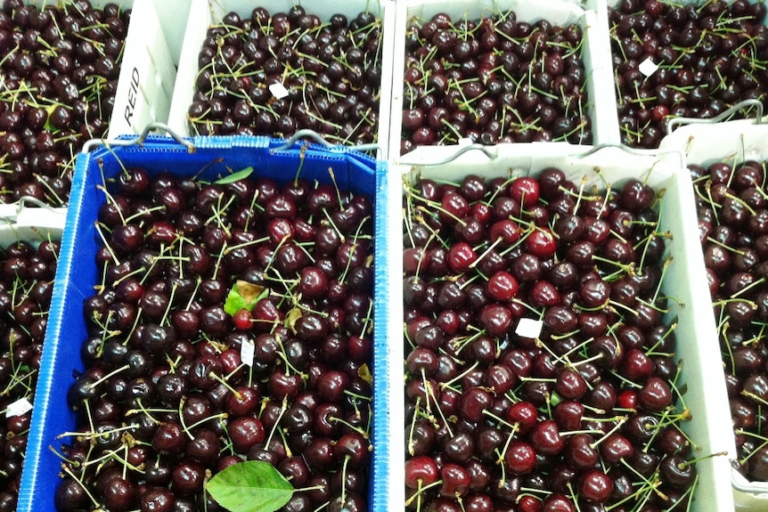 Tasmanian cherries ready for export