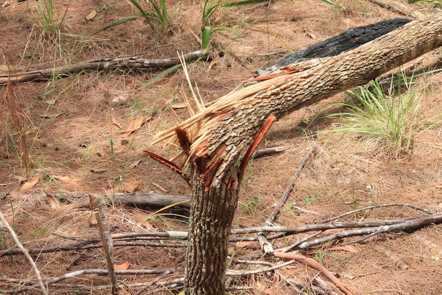 A small tree is snapped in half and the bark is splintered.