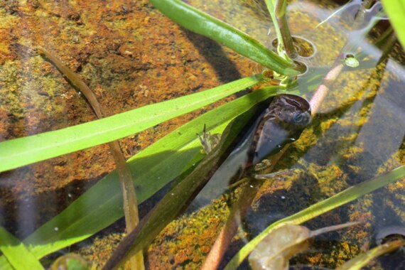 Tadpole in pond in West Hobart