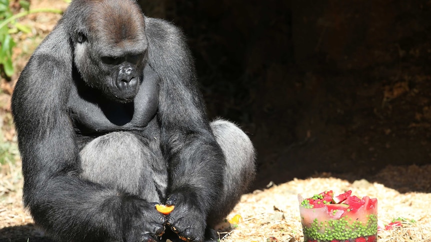 Melbourne Zoo's new gorilla Otana celebrates his 13th birthday with a frozen cake.