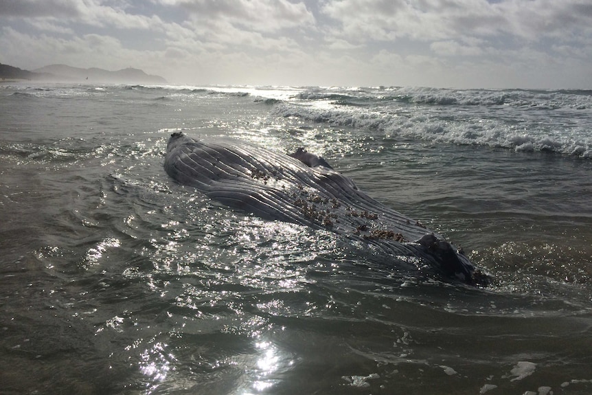 An upside down whale in the shallows on a beach