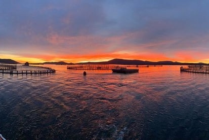 A sunset seen over fish farms in the open water.