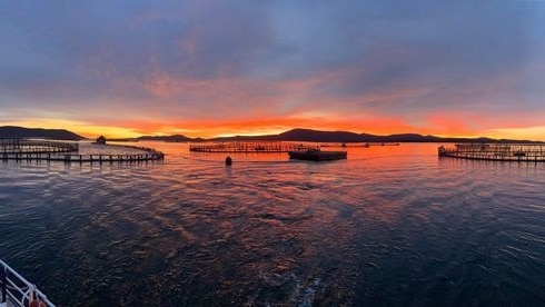 Salmon fishing pens in a harbour at sunrise, with hills in the background