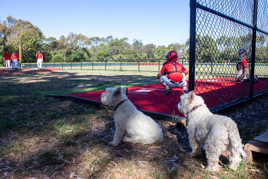 A group of young boys at baseball training while two dogs look on