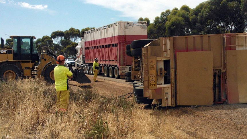 Several cows have died in a truck rollover south of Merredin