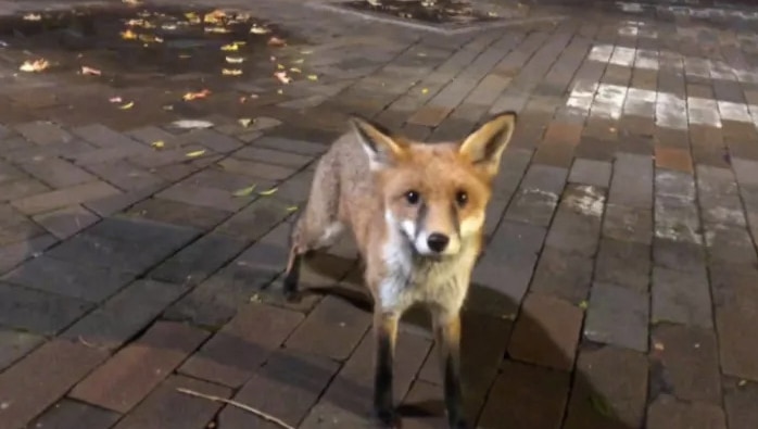 a fox in an urban area looking at the camera