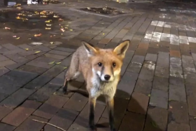 a fox in an urban area looking at the camera