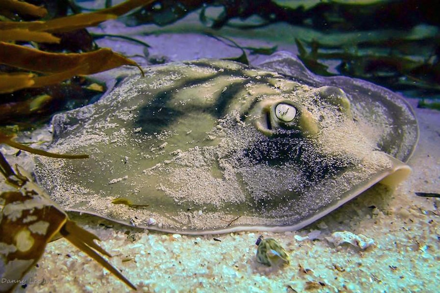 A banded stingaree