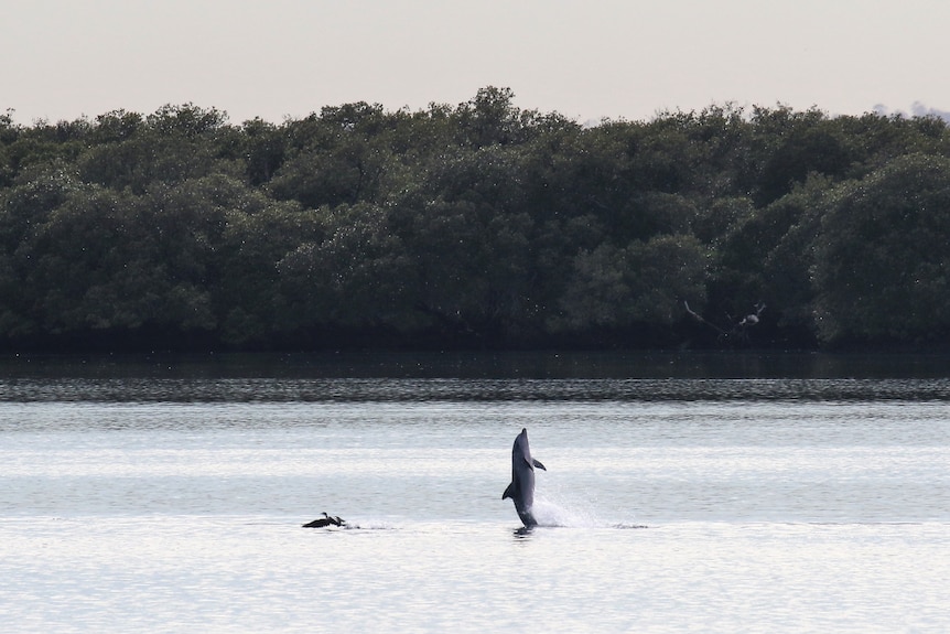 A dolphin tail walks in the distance from the surface of a river