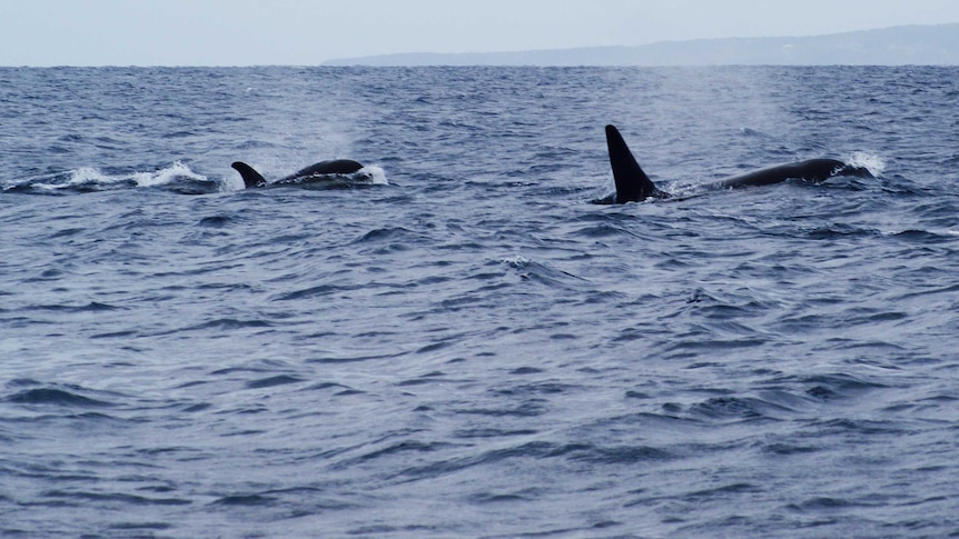 A pod of orcas kill a great white