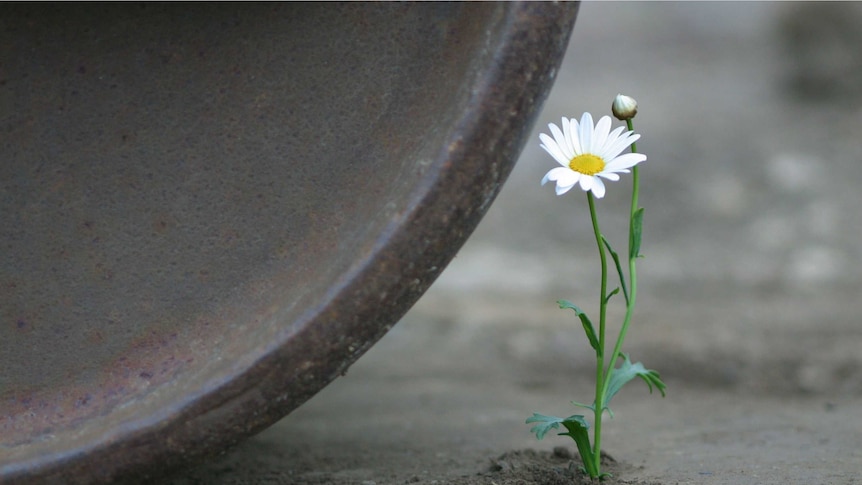 A white daisy is about to get crushed by a the wheel of a steam roller