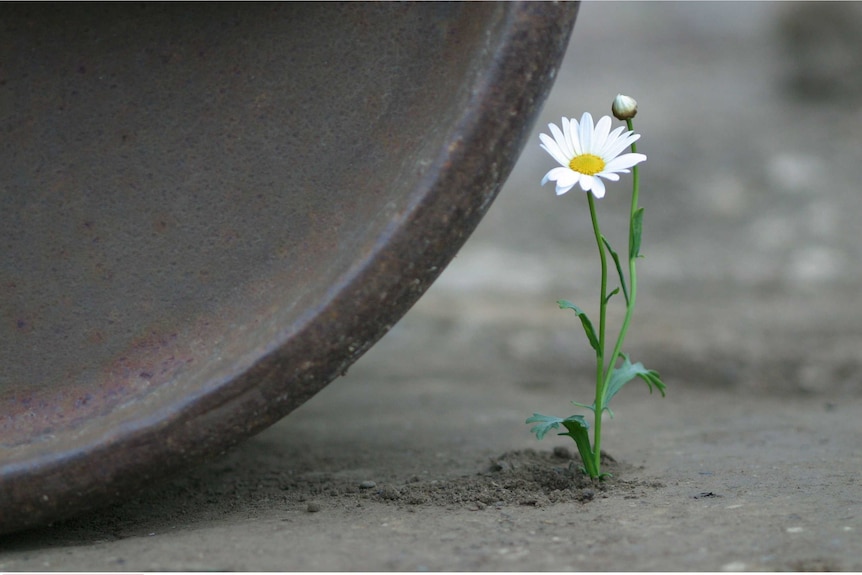 A white daisy is about to get crushed by a the wheel of a steam roller