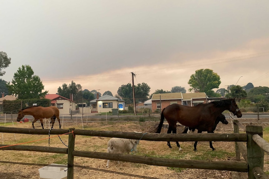 Horses and sheep in an area surrounded by a wooden fence