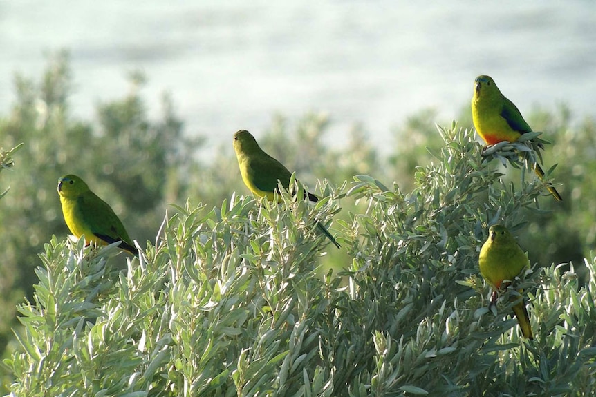 This group of birds in various attitudes show the blue monobrow, the orange belly and the blue flush on the wing.