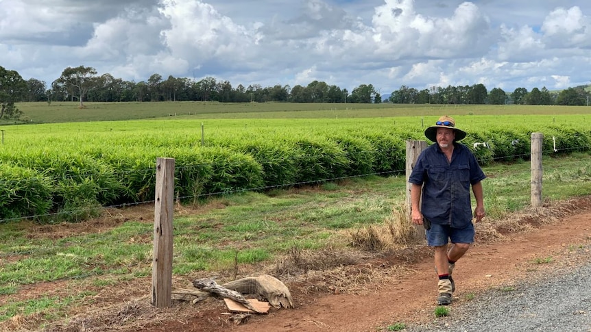 A man in a wide hat and blue shirt and shorts walks by a field planted with bright green ginger plants.