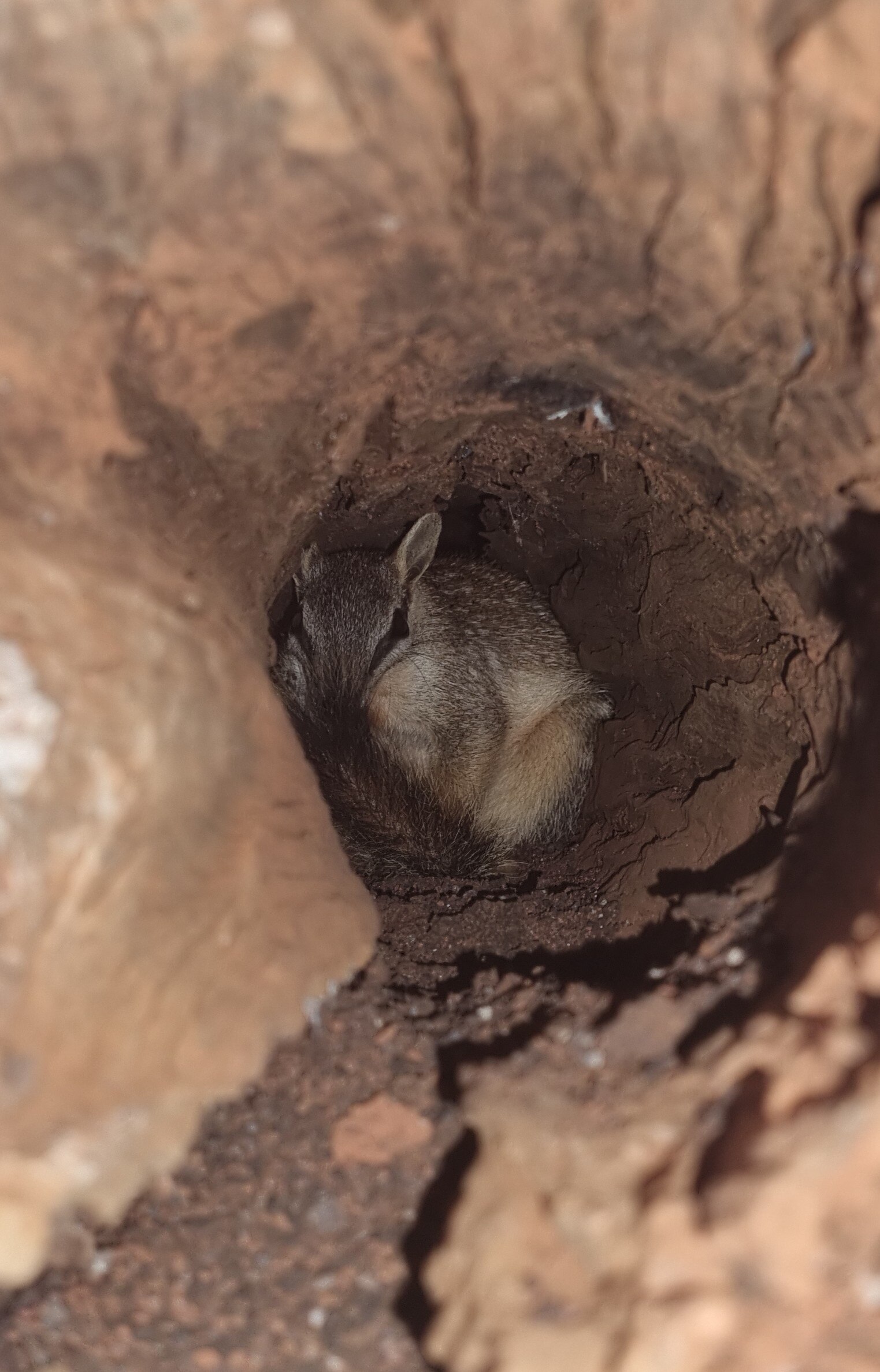 A camera lense points through a log and a flash illuminates a numbat at the end of the log tunnel