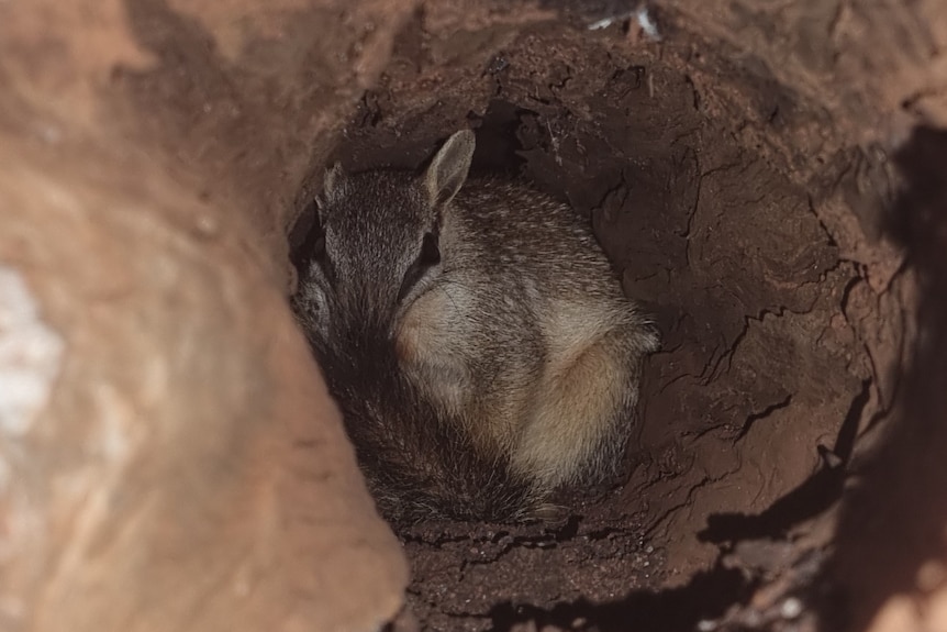 A camera lense points through a log and a flash illuminates a numbat at the end of the log tunnel