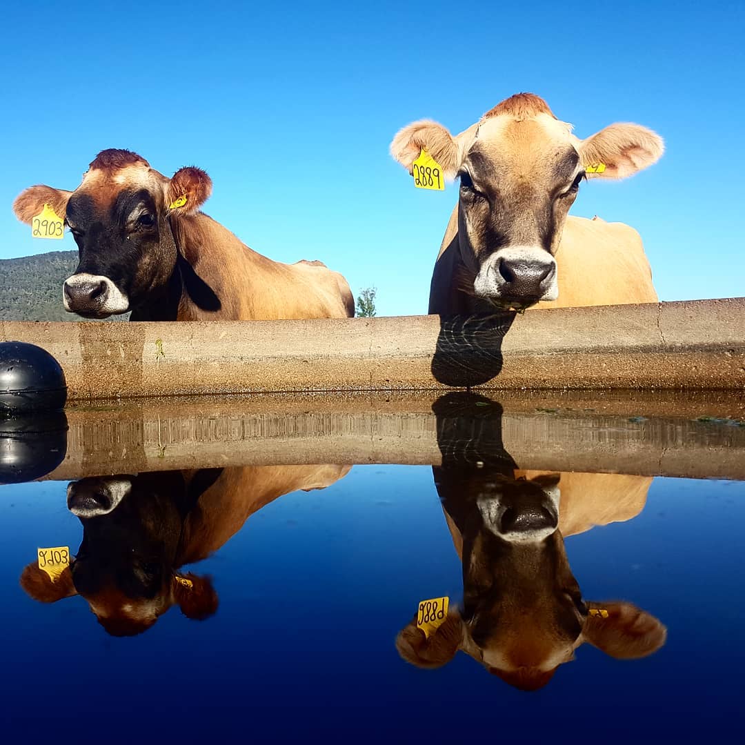 Cows stand near a water trough.