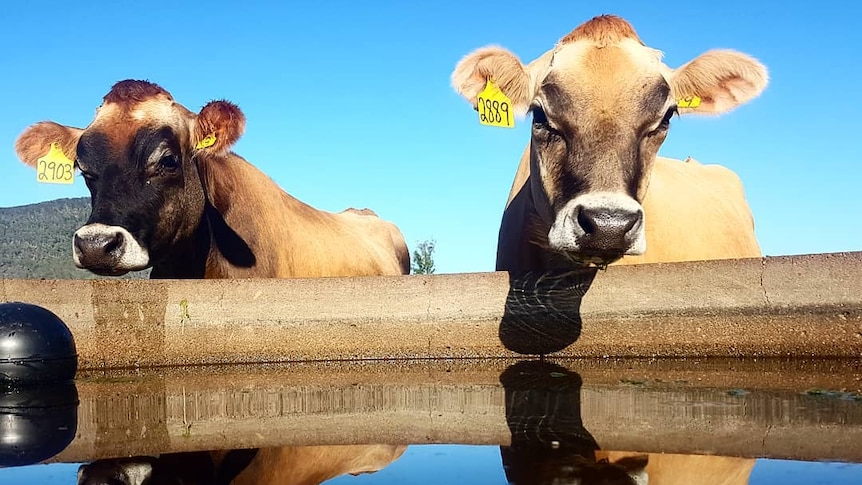 Cows stand near a water trough.