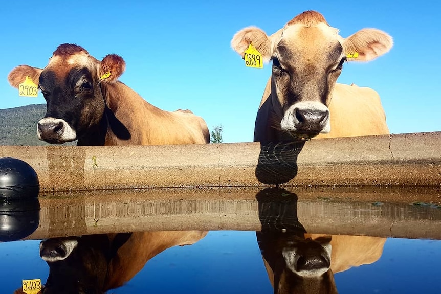 Cows stand near a water trough.