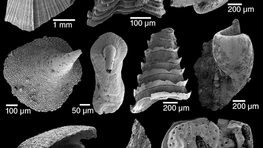 Microscopic images of various small shelly fossils