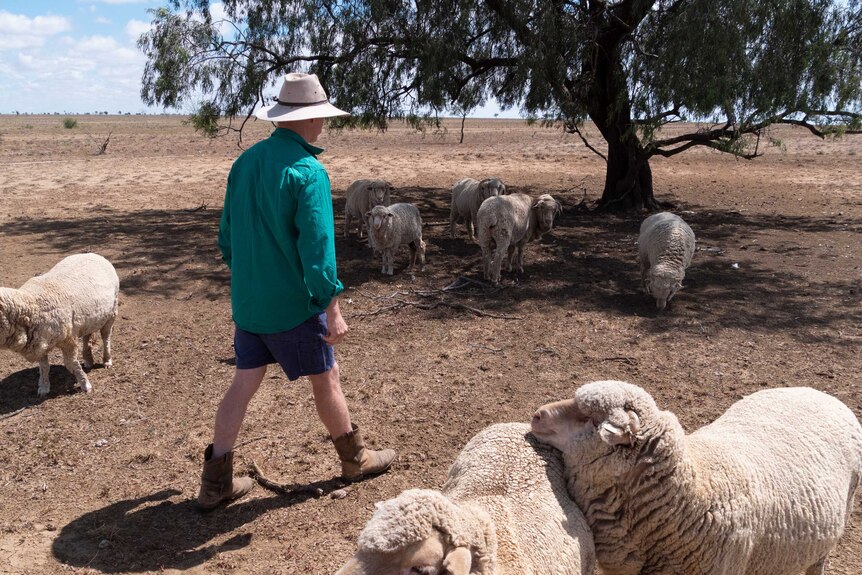 A man walks through a bare paddock with sheep surrounding him.