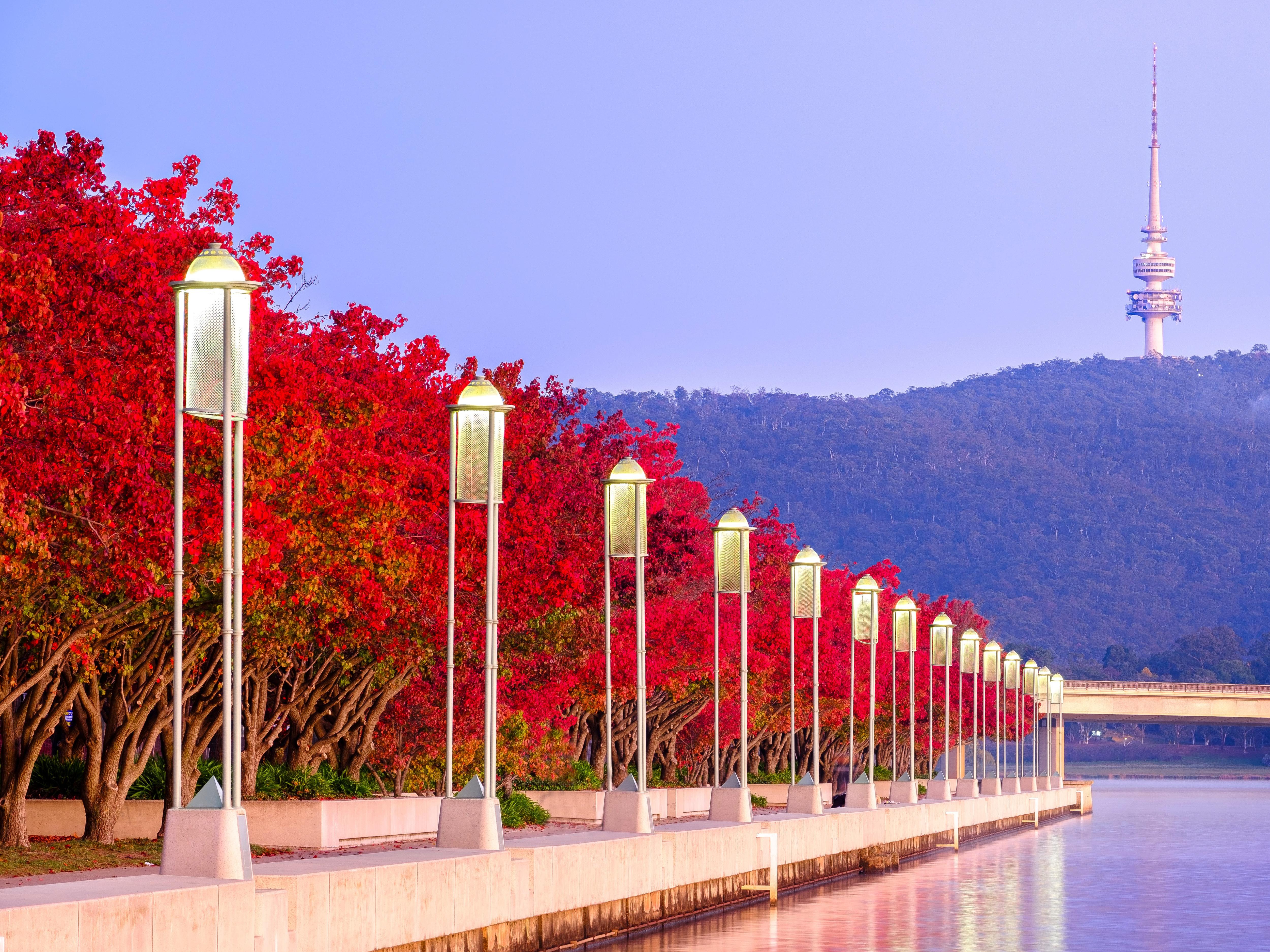 The edge of a lake with trees in autumn colours, Black Mountain tower in the background.