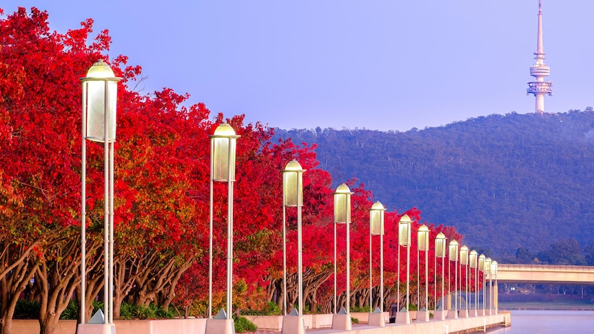 The edge of a lake with trees in autumn colours, Black Mountain tower in the background.