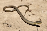 A long, brown lizard with large eyes on sand and resembling a juvenile brown snake 