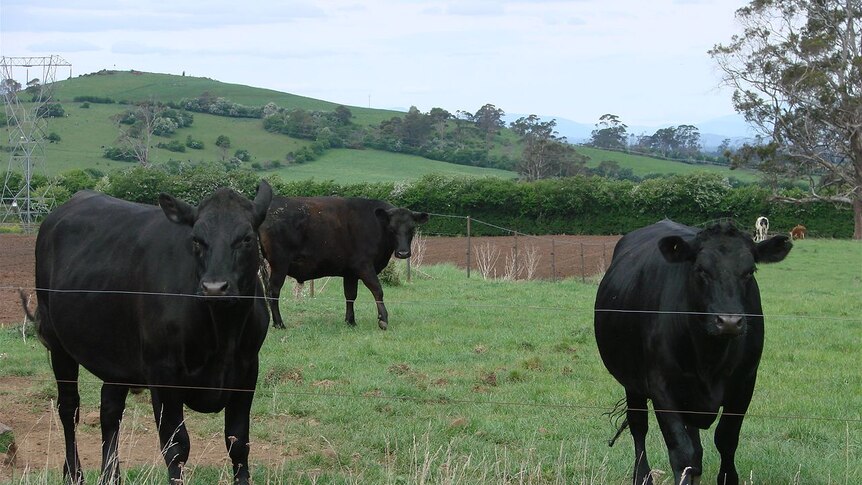 Bullish beef seedstock market in 2011