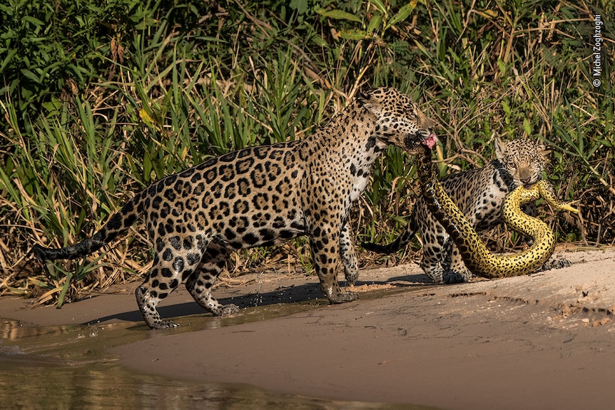 A jaguar with her cub holding an anaconda in their mouths.