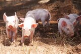 piglets on a sunny day, playing beside a mud hole