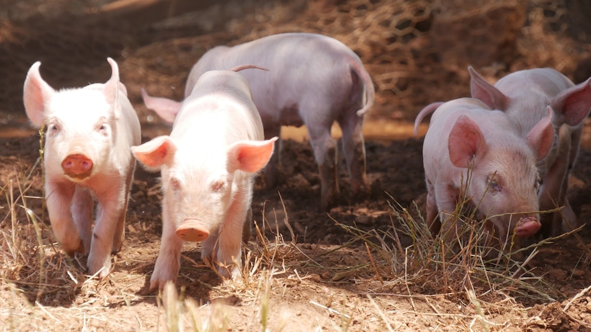 Piglets playing in mud on a sunny day.