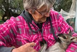 Diane Kirkland lives in Parkes and has recued hundreds of joeys orphaned in car accidents.