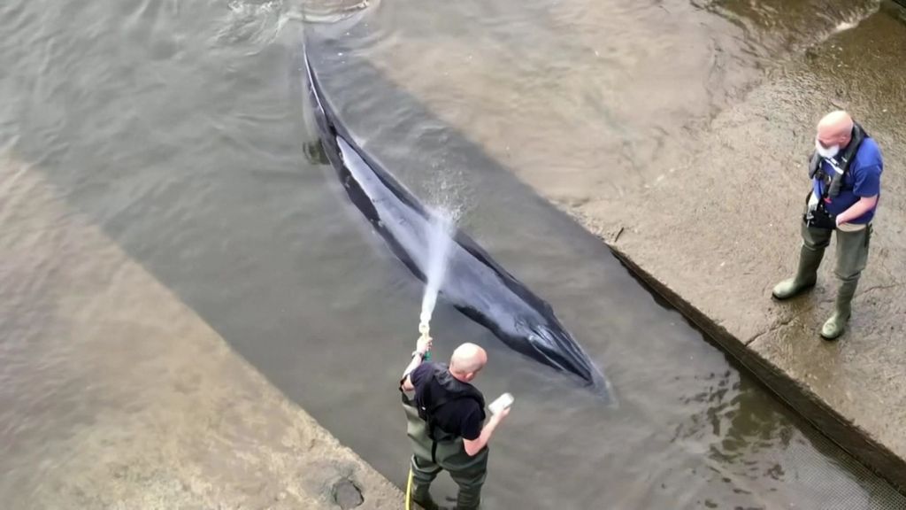 stranded-baby-whale-rescued-from-river-thames-in-london-abc-news