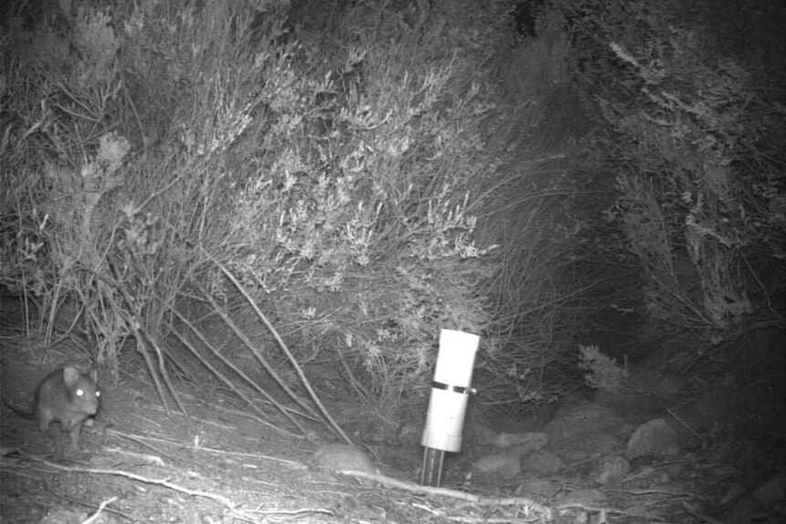 A night-time black and white image of the potoroo