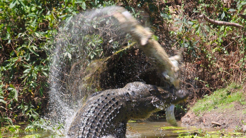 Crocodile flips another crocodile by tail
