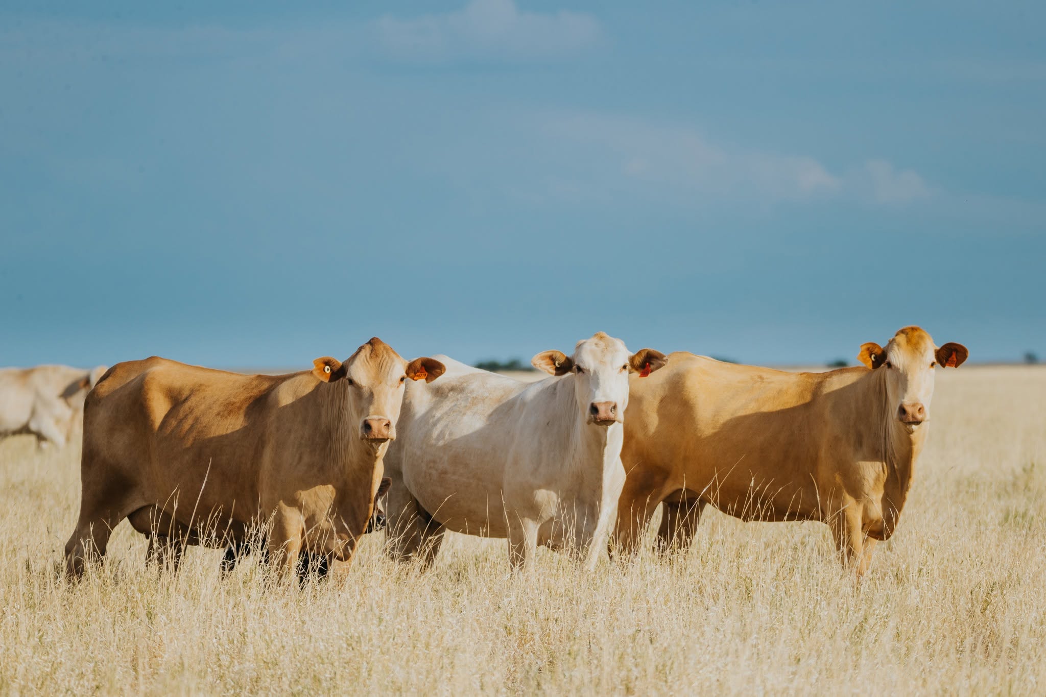 Three cows in the Barkly