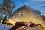 A large carp being held up in the sunlight.