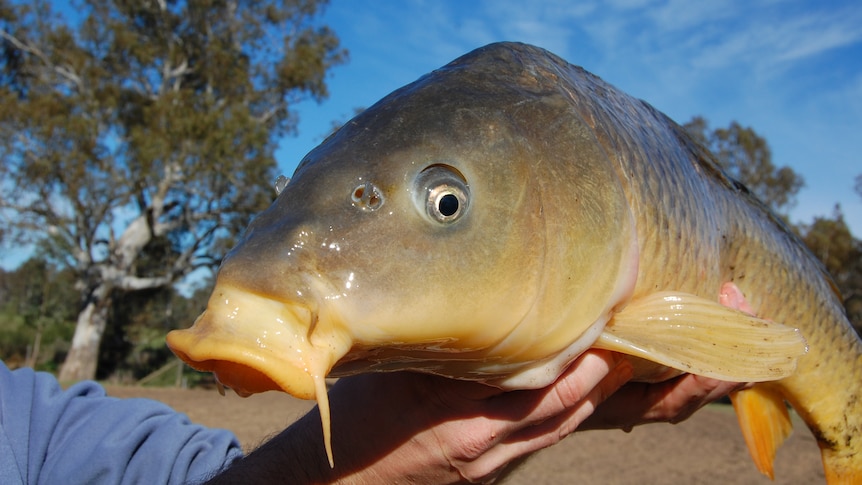 Close up of a grey and yellow European carp, with a black eye 