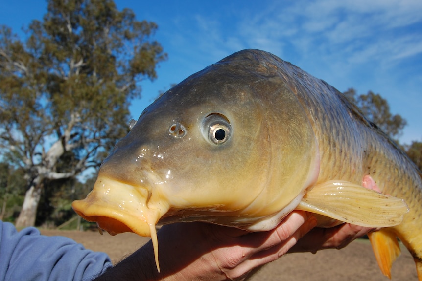 Close up of a grey and yellow European carp, with a black eye 
