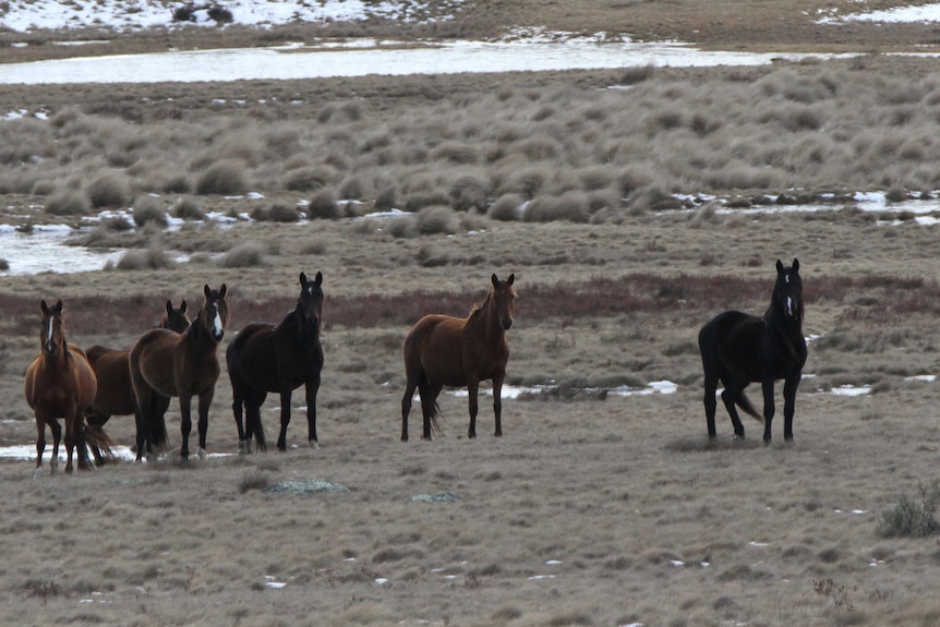 Brumbies in the Snowy Mountains