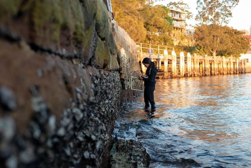 You're right up against the bottom of a seawall at golden hour, with a woman in the distance checking seawall tiles.