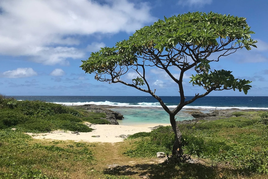 A small tree stands in a green space near a lagoon along the sandy shore of Efate Island, Vanuatu.